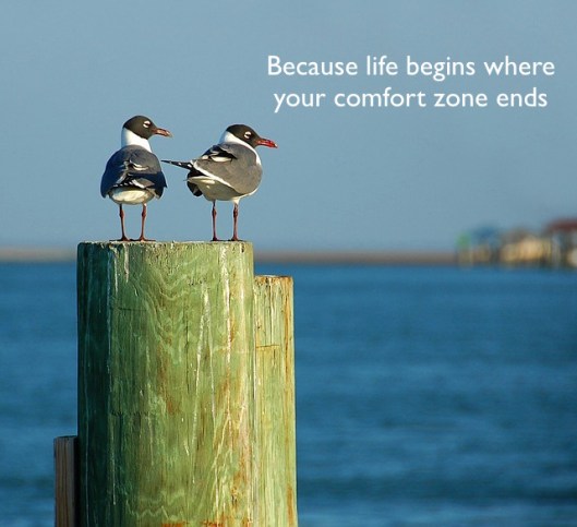 laughing-gulls-2071489_640