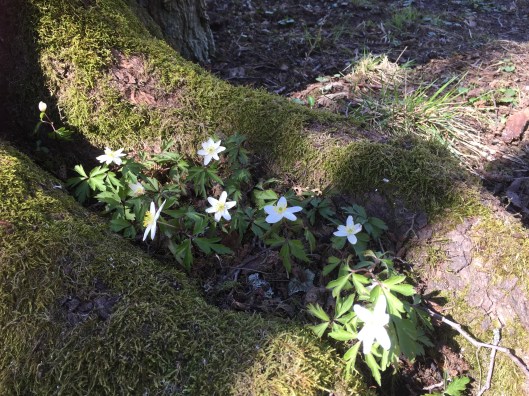 2017-04-27 12.30.17-1