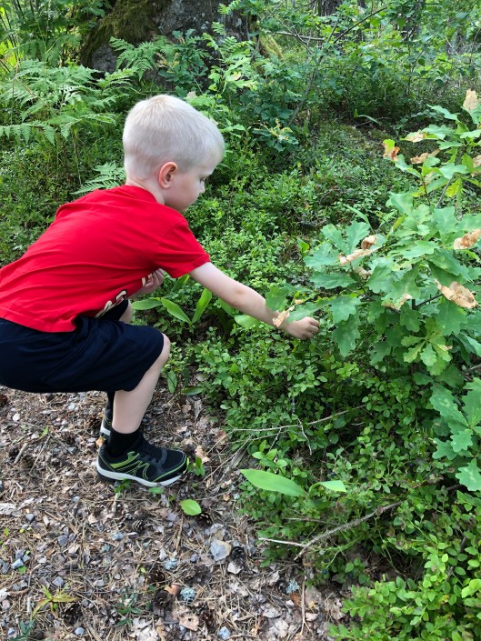 Liten pojke plockar blåbär